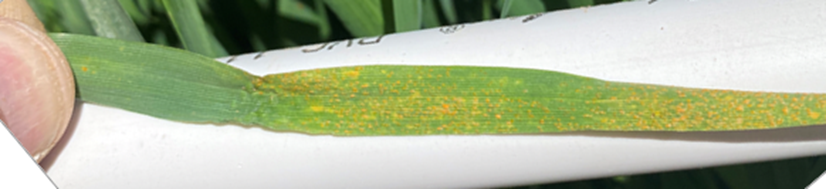 Wheat Disease Update Oklahoma State University