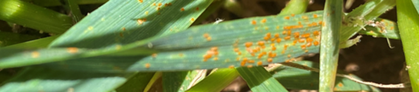 Wheat Disease Update Oklahoma State University