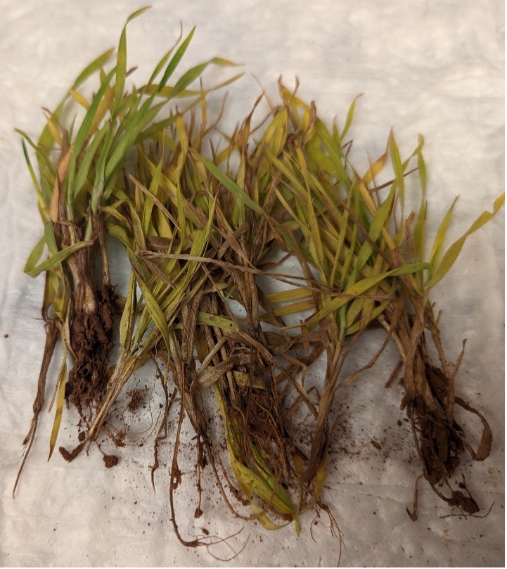 Wheat Disease Update March Oklahoma State University