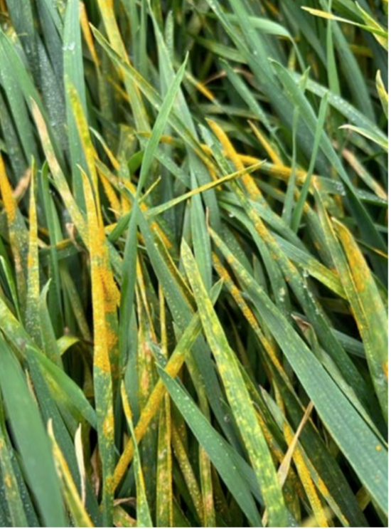 Wheat Disease Update March Oklahoma State University