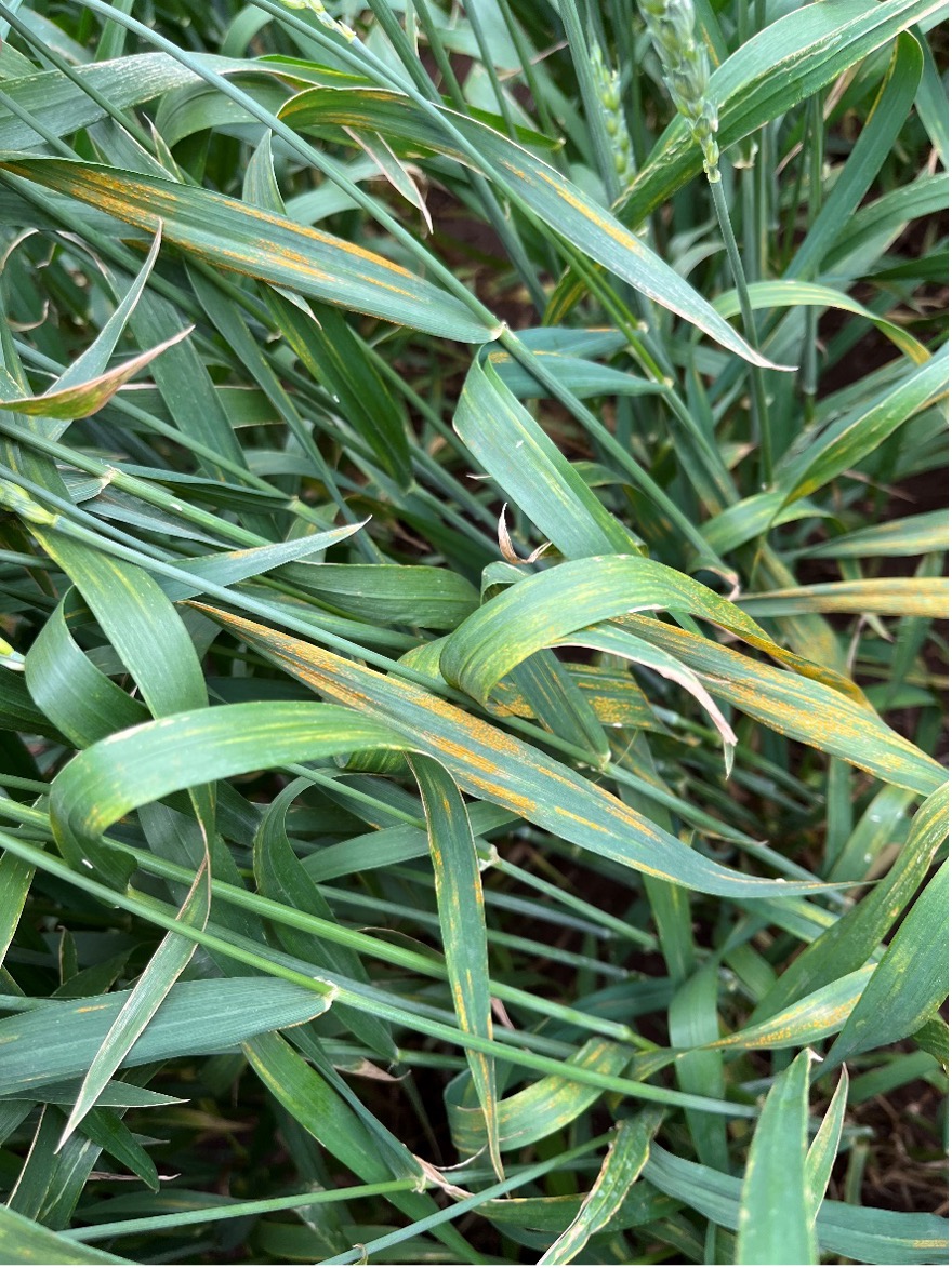 Wheat Disease Update May 2023 Oklahoma State University