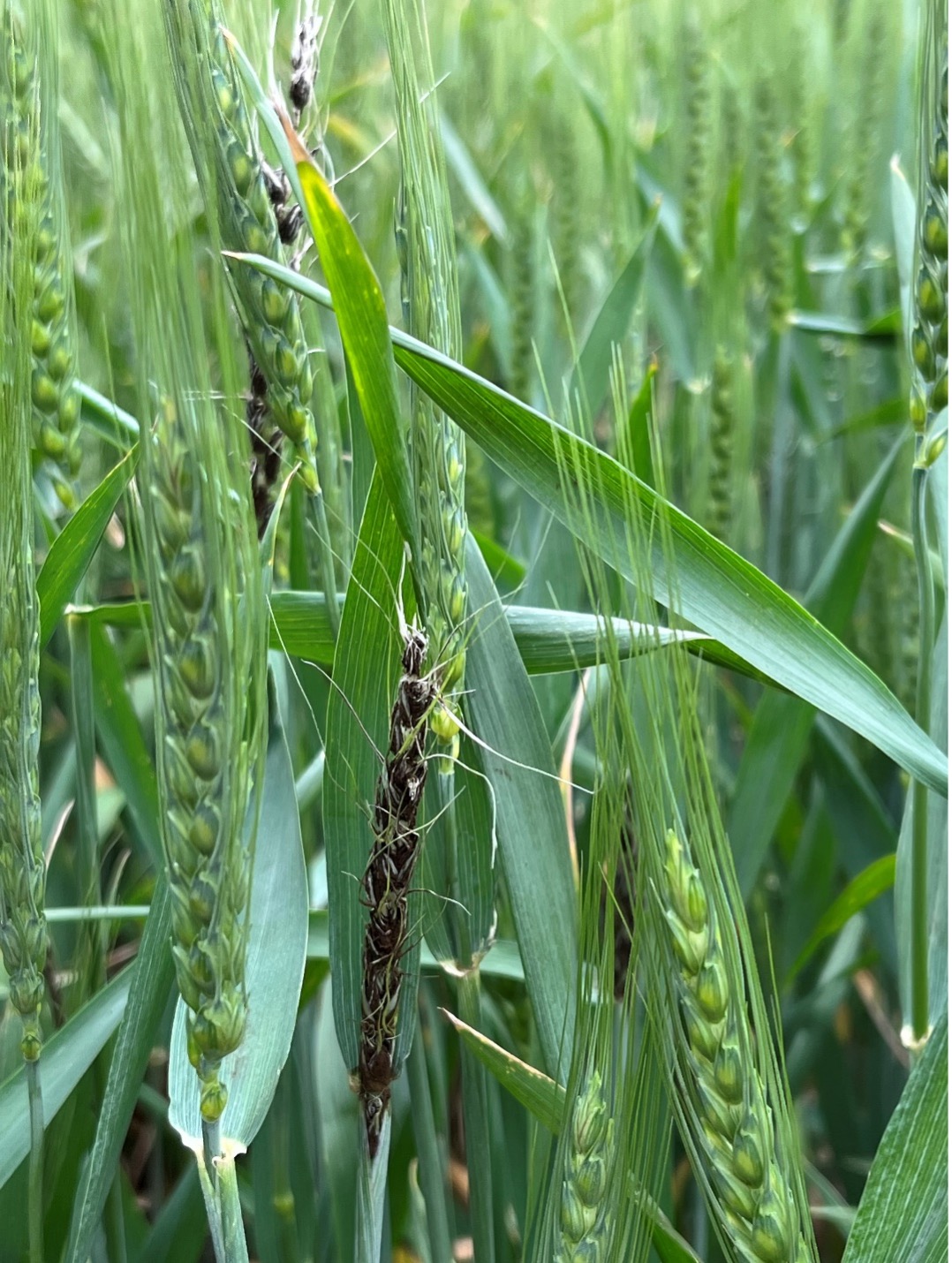 Wheat Disease Update May Oklahoma State University