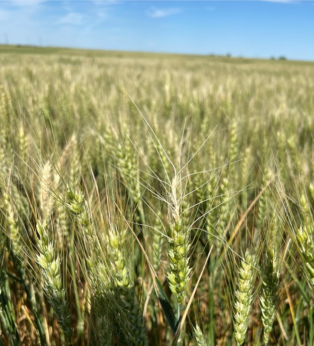 Wheat Disease Update May Oklahoma State University