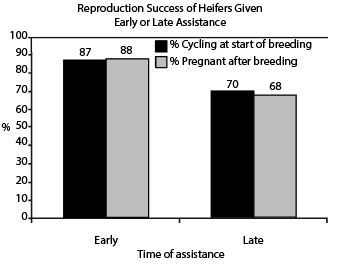 Impact of early or late assistance in subsequent rebreeding performance of first calf heifers