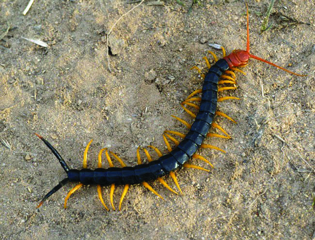 Centipede on the ground