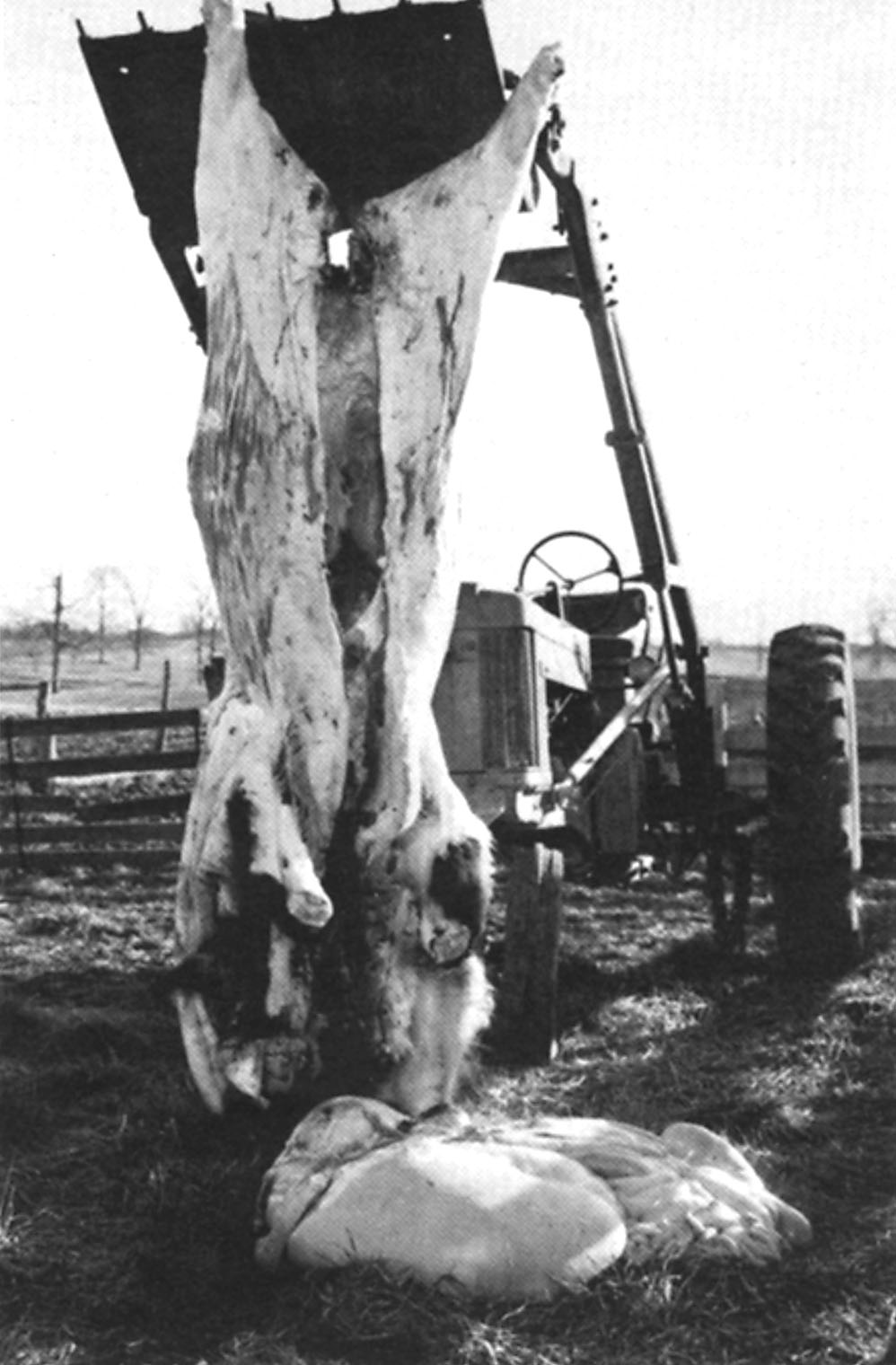 Carcass hoisted with head clearing the ground, ready to complete skinning and to remove the head.