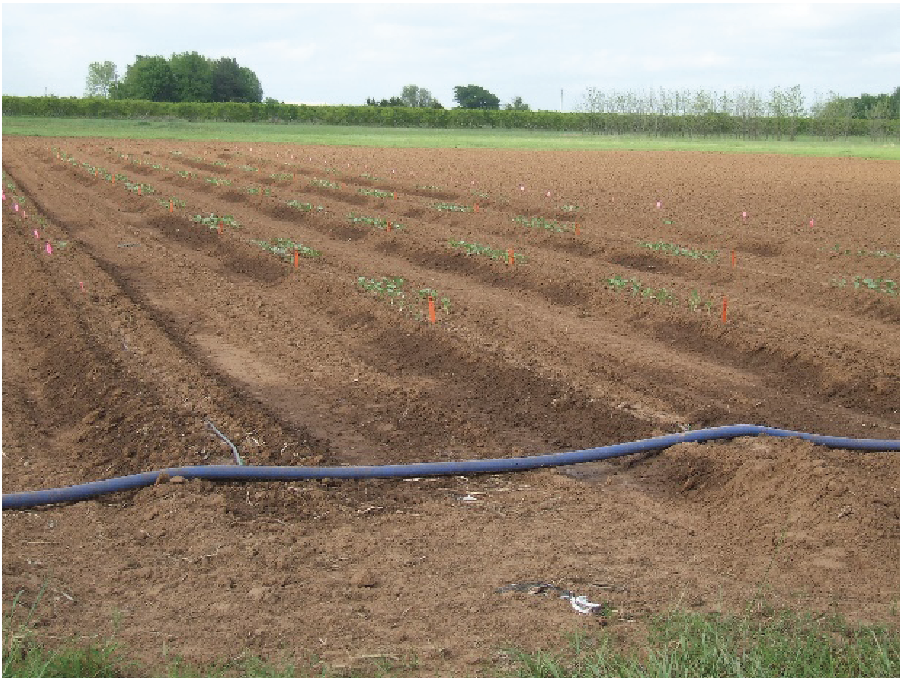 Okra Production Oklahoma State University