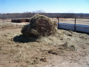 Round hay bale 24 hours later