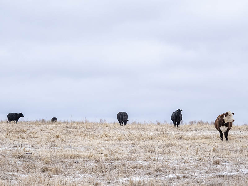 Cattle in an open field in winter