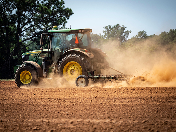 Tractor with spring-tooth harrow in wheat field