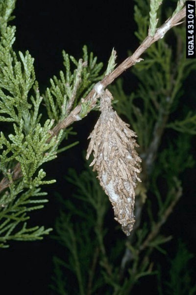 Bagworms on juniper.