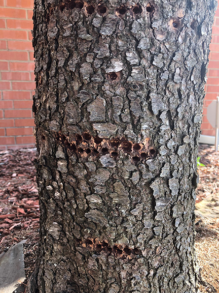 Several horizontal holes aligned on a tree trunk.