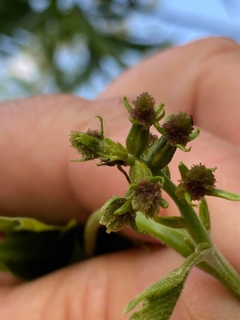 A close up of female flowers being held between two fingers.