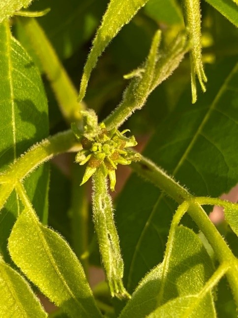 A close up of a female flower.