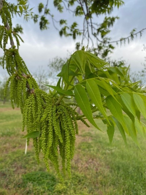 Male catkins on a tree.