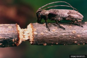 Close-up of a twig girdler beetle with long antennae standing on a woody branch beside a freshly girdled section.