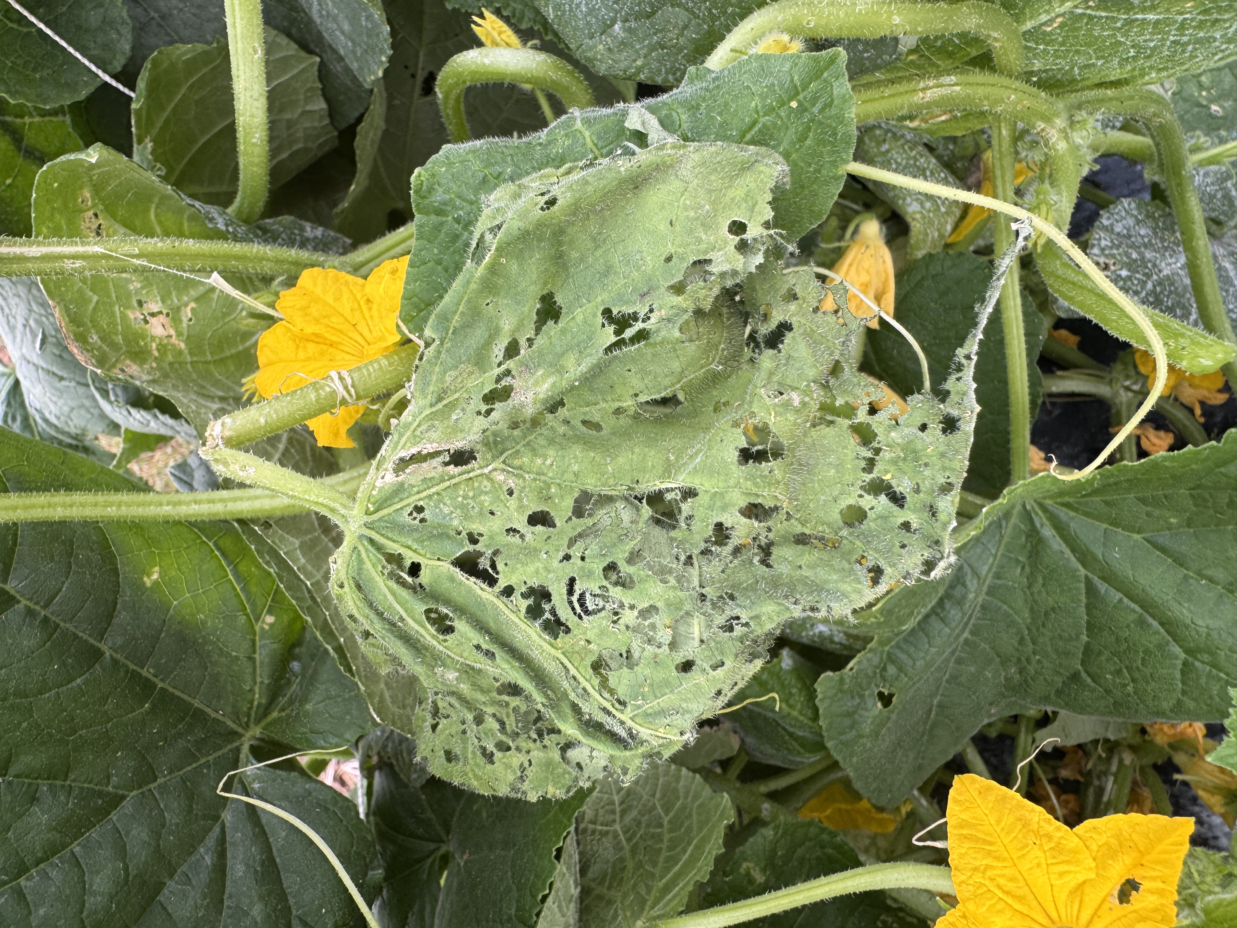 Cucumber plant leaf with extensive chewing damage and numerous holes, surrounded by green foliage and yellow flowers.
