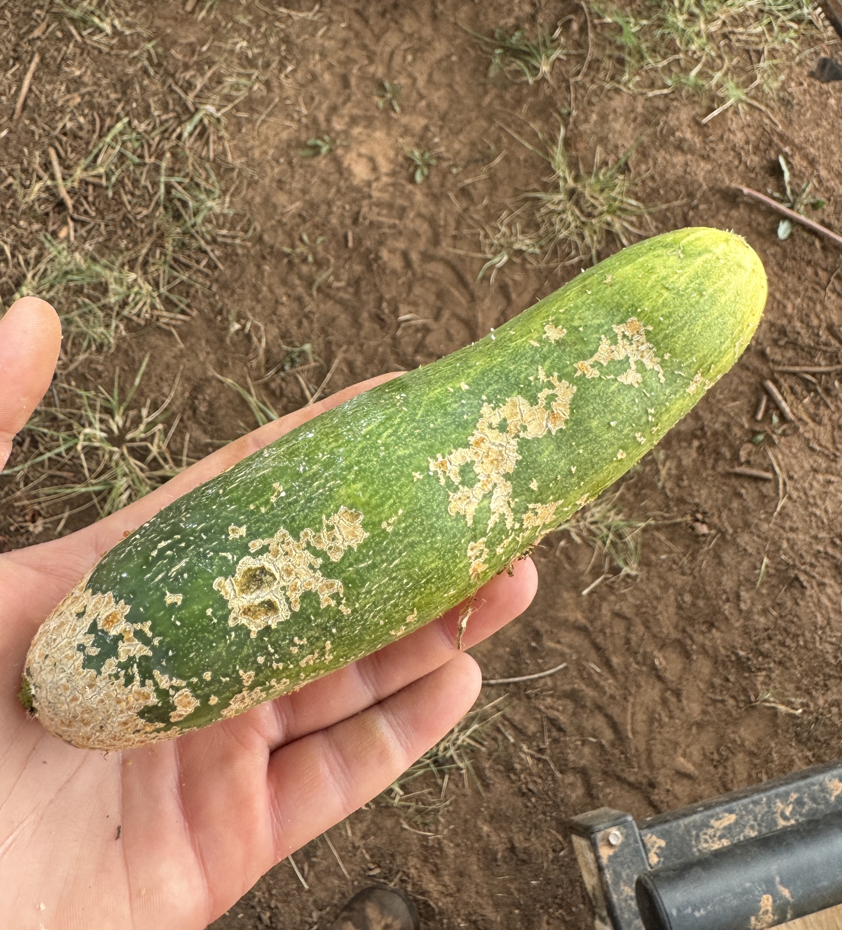 Hand holding a cucumber with extensive tan, corky scarring and surface damage caused by cucumber beetle feeding.