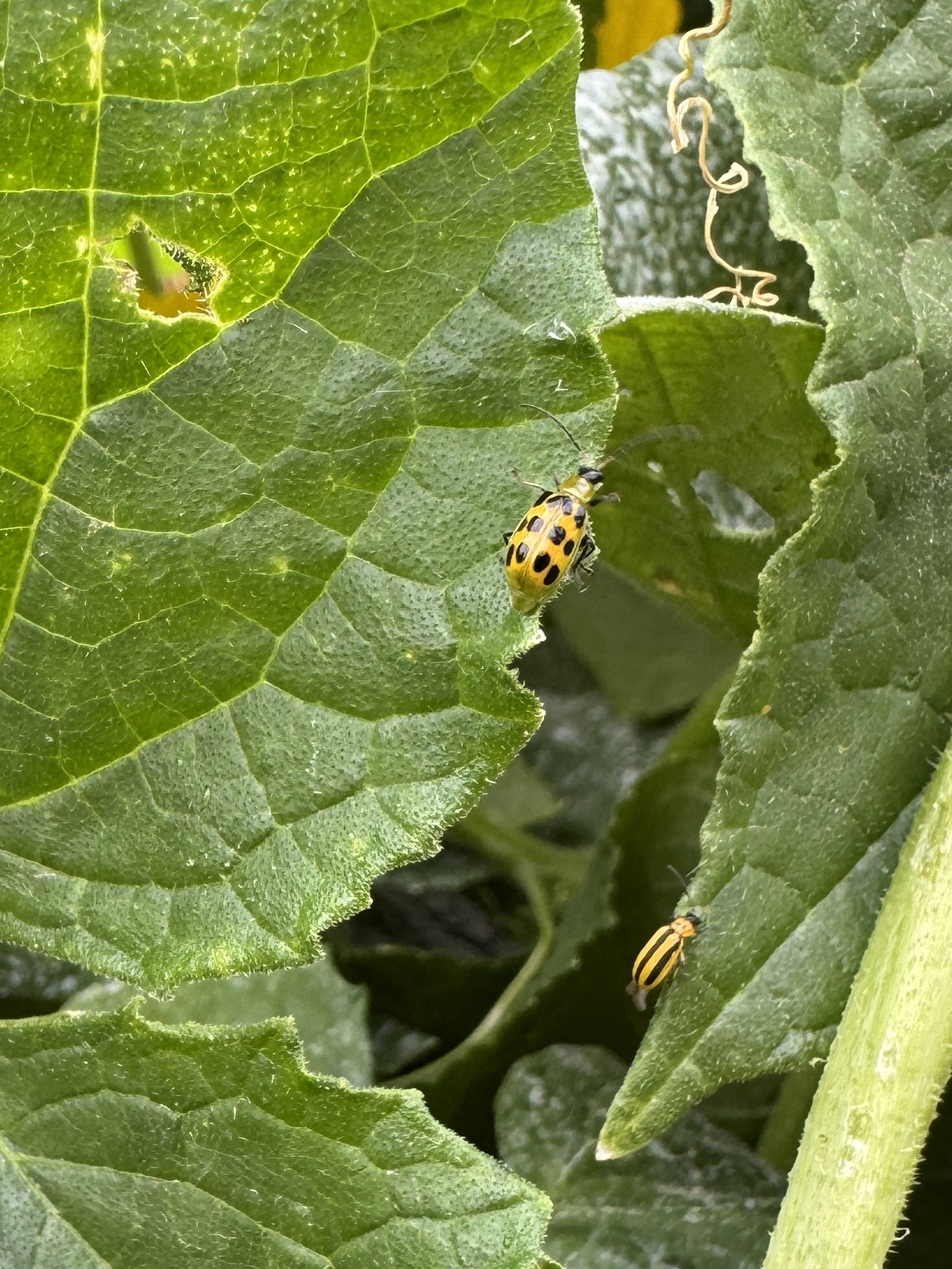 Spotted and striped cucumber beetles feeding on green cucumber leaves with visible chewing damage.