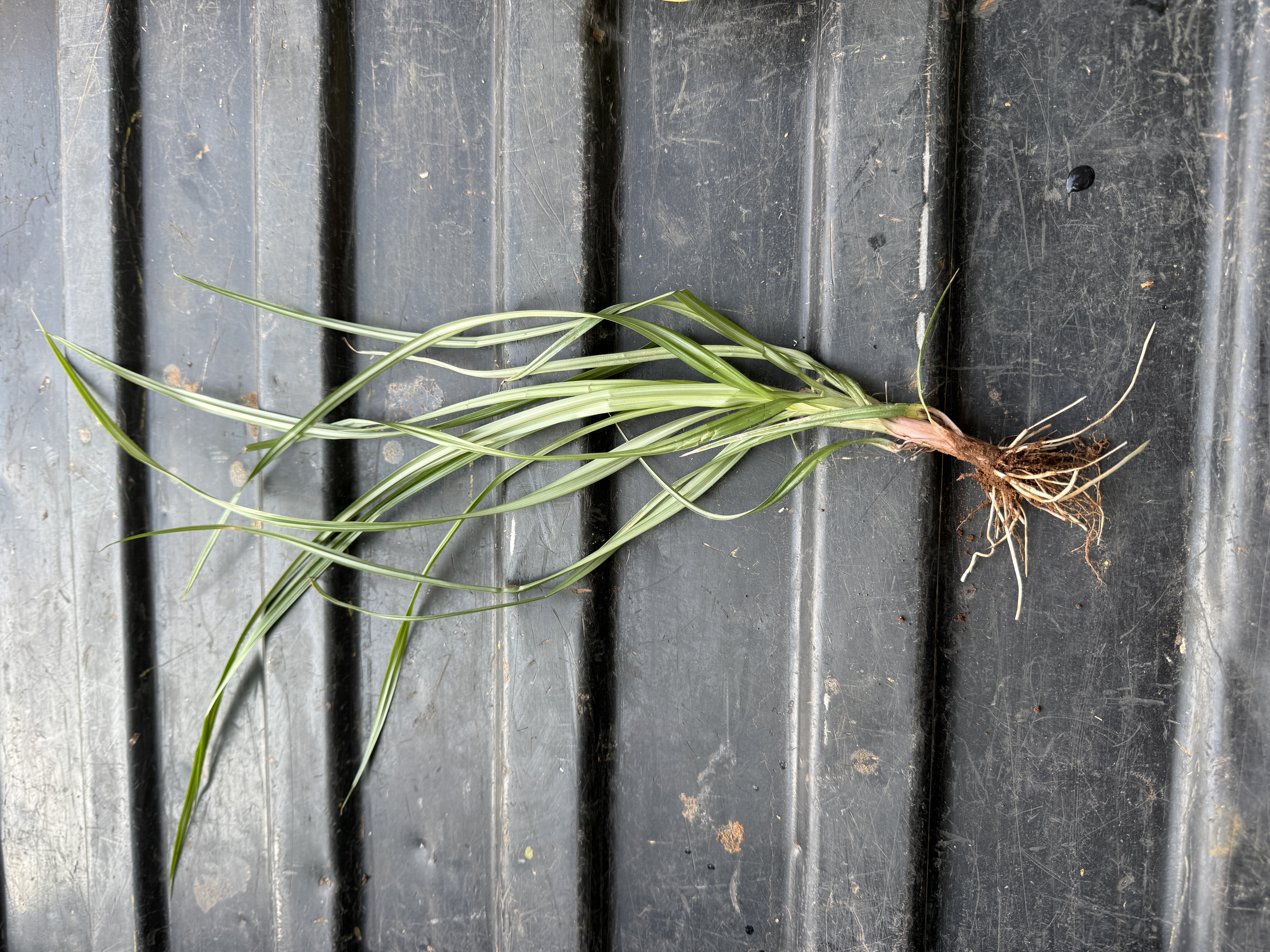 Uprooted nutsedge plant showing narrow, grass-like leaves, a reddish-brown stem base, and fibrous roots.