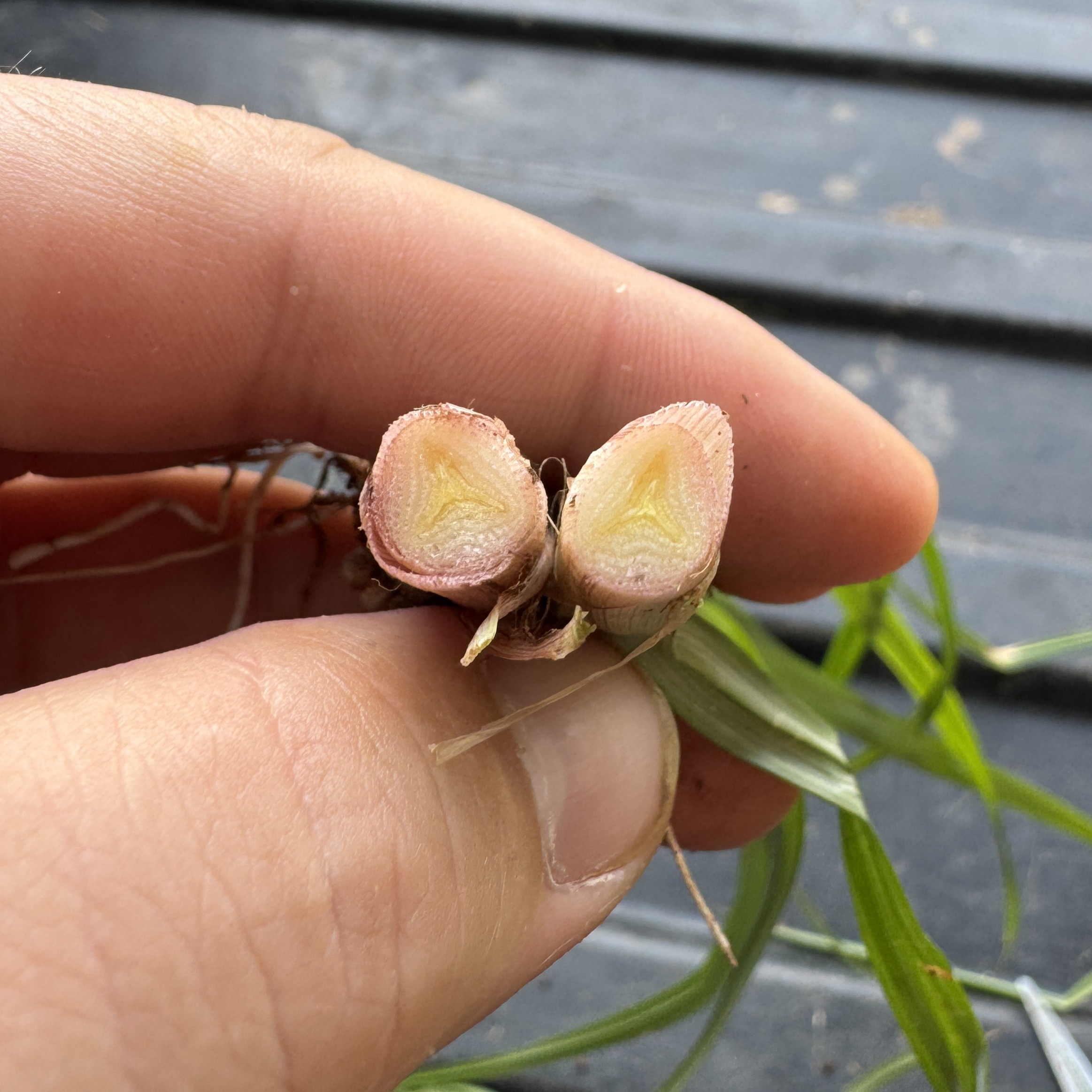 Close-up of a cut nutsedge stem showing its distinctive triangular cross section.