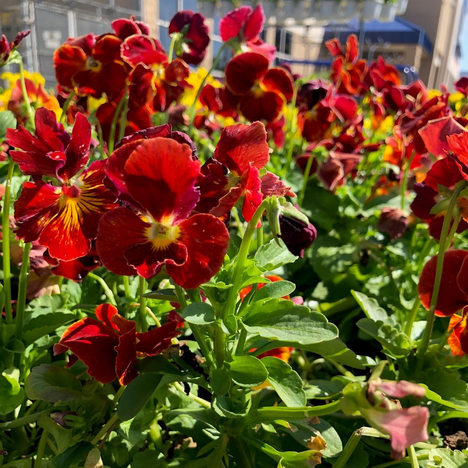 Close-up of red and burgundy pansies with yellow centers growing in a sunny garden center display.