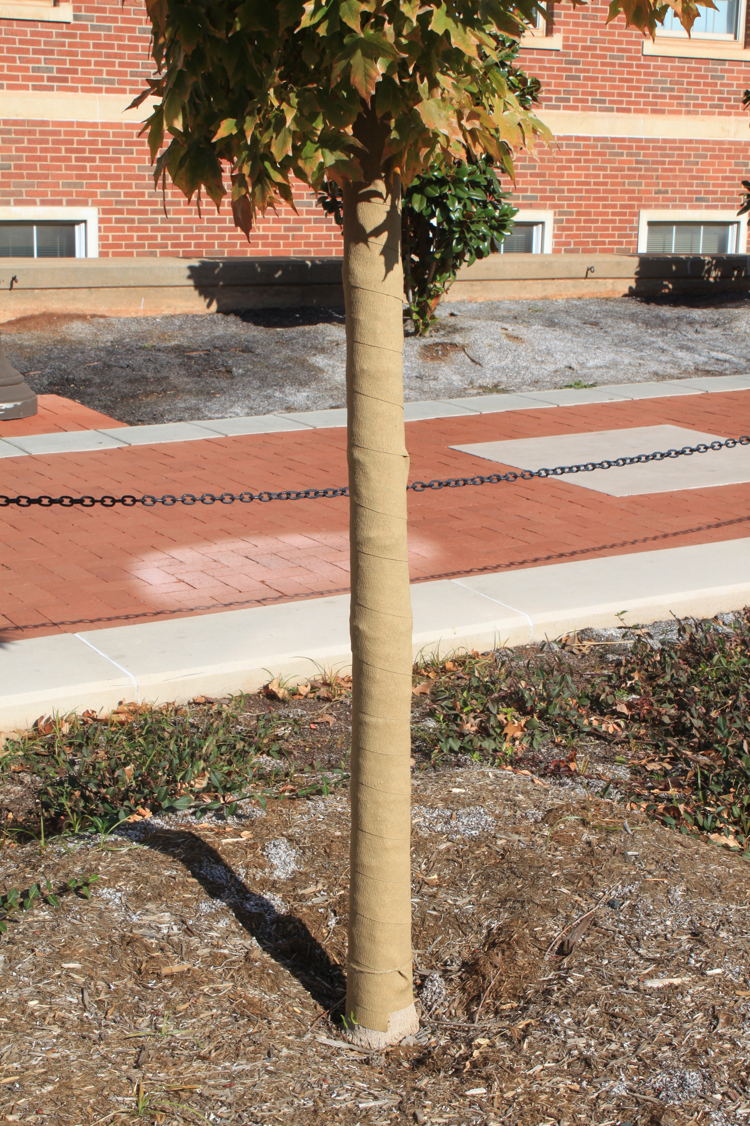 Young landscape tree with its trunk wrapped in protective tree wrap from the base to the lower canopy.