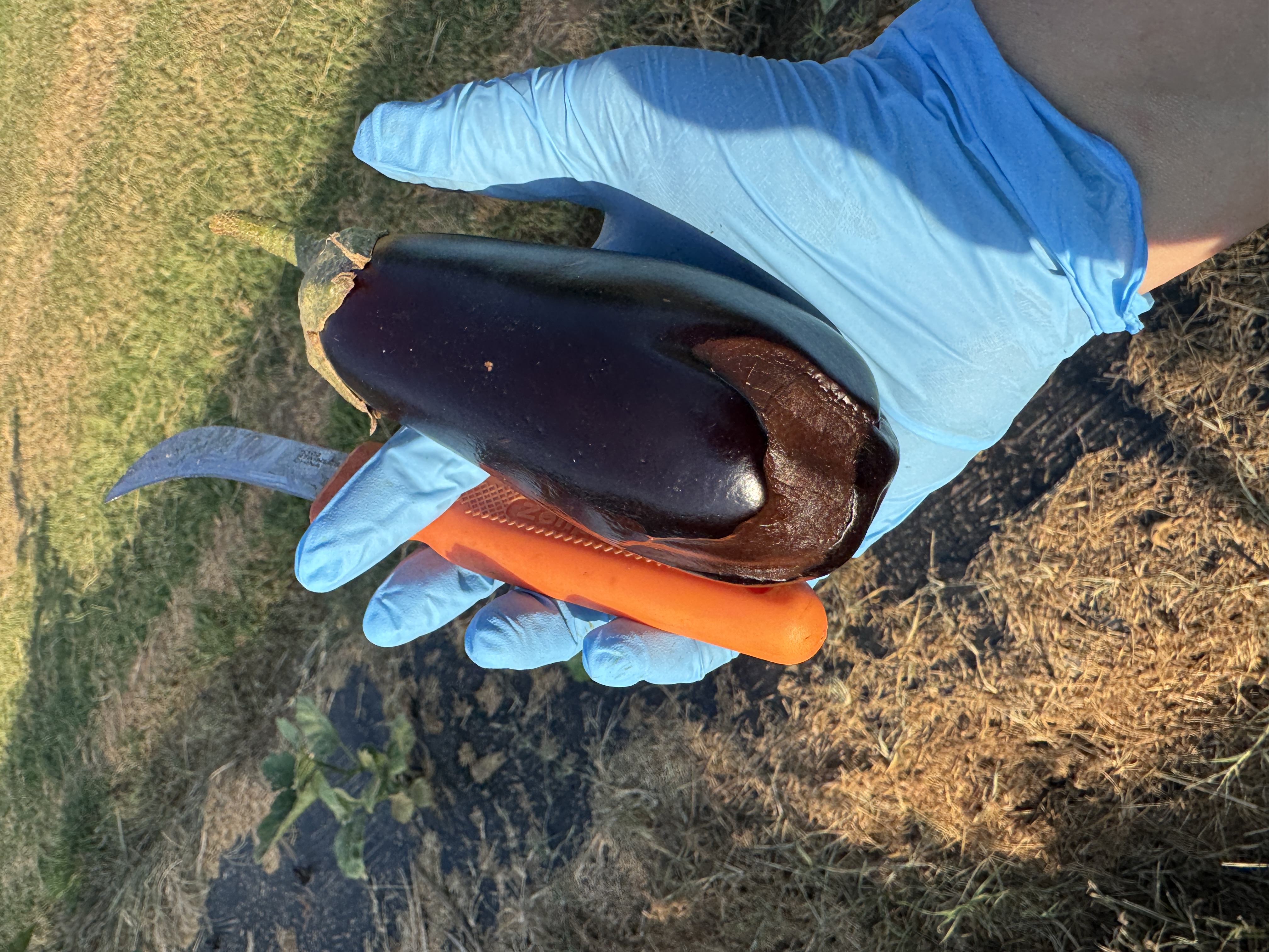 A gloved hand holds an eggplant with a large, brown, sunken patch of sunscald damage on the lower portion of the fruit. A harvest knife is held behind the eggplant.