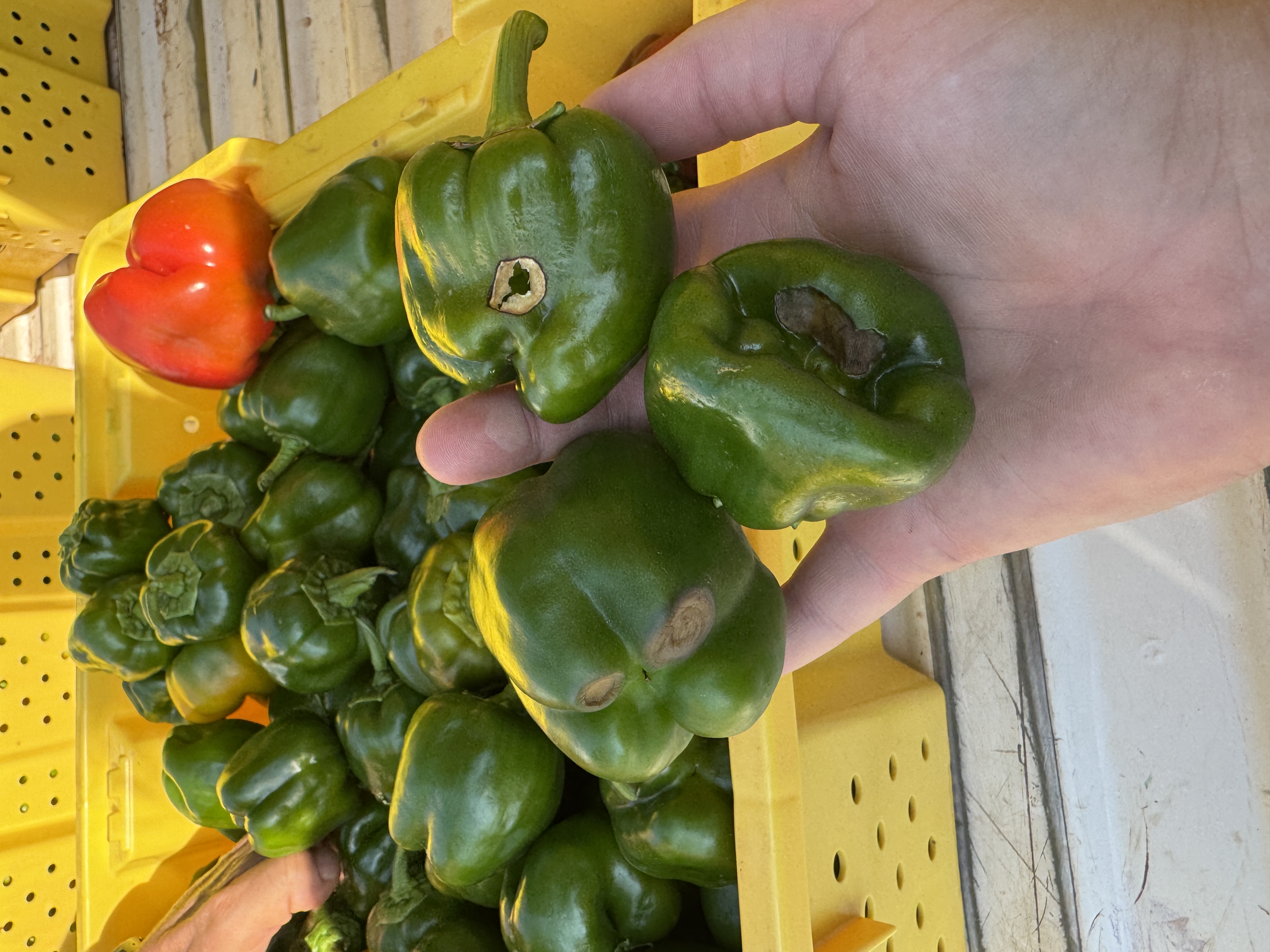 A hand holds three green bell peppers showing sunscald damage, with tan to dark brown, dry lesions on the fruit surface. A yellow harvest crate filled with green peppers is visible in the background.
