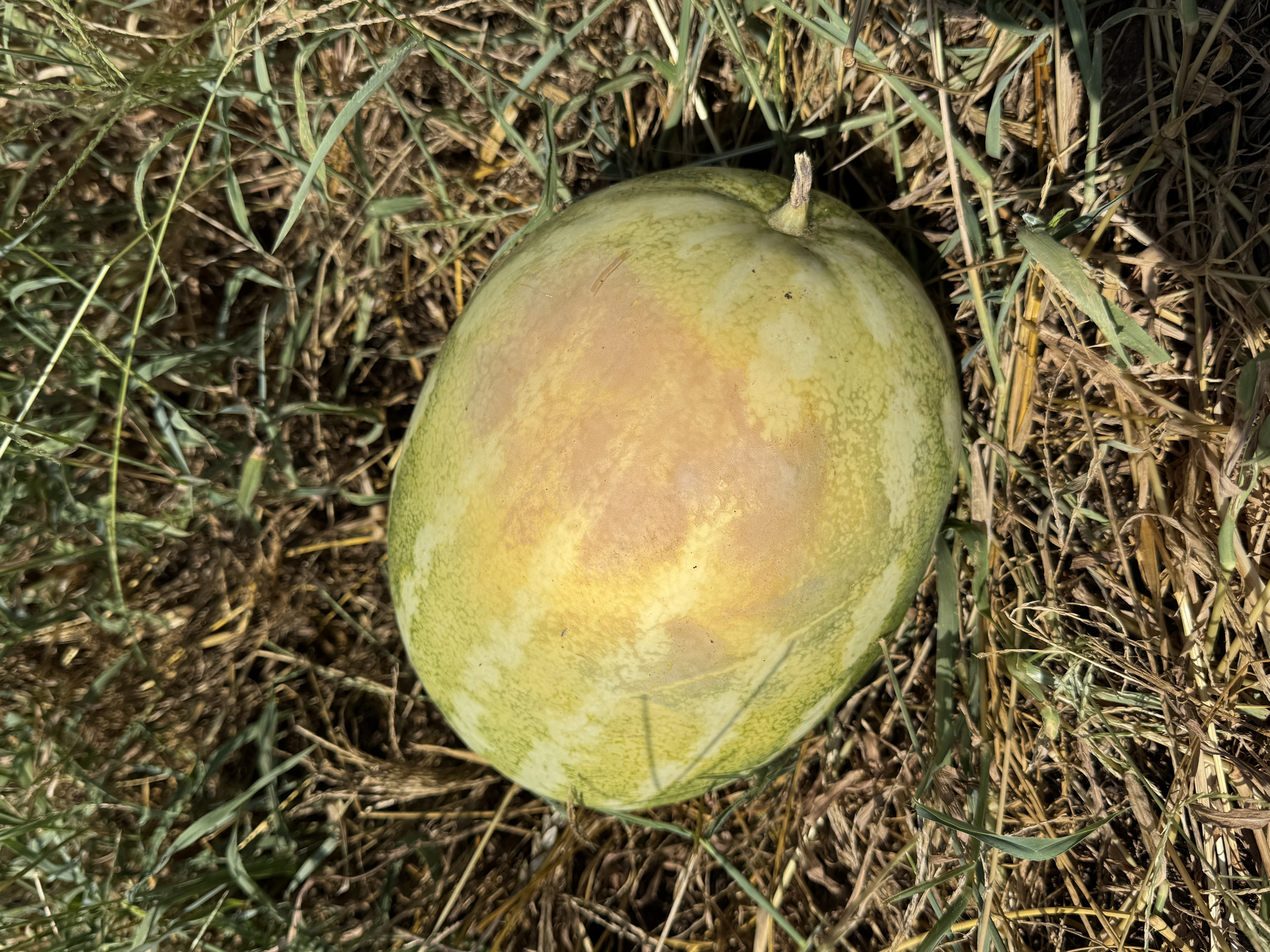 A melon resting on the ground shows a large, pale tan to brown patch of sunscald on the upper surface of the fruit. Grass and dried vegetation surround the melon.