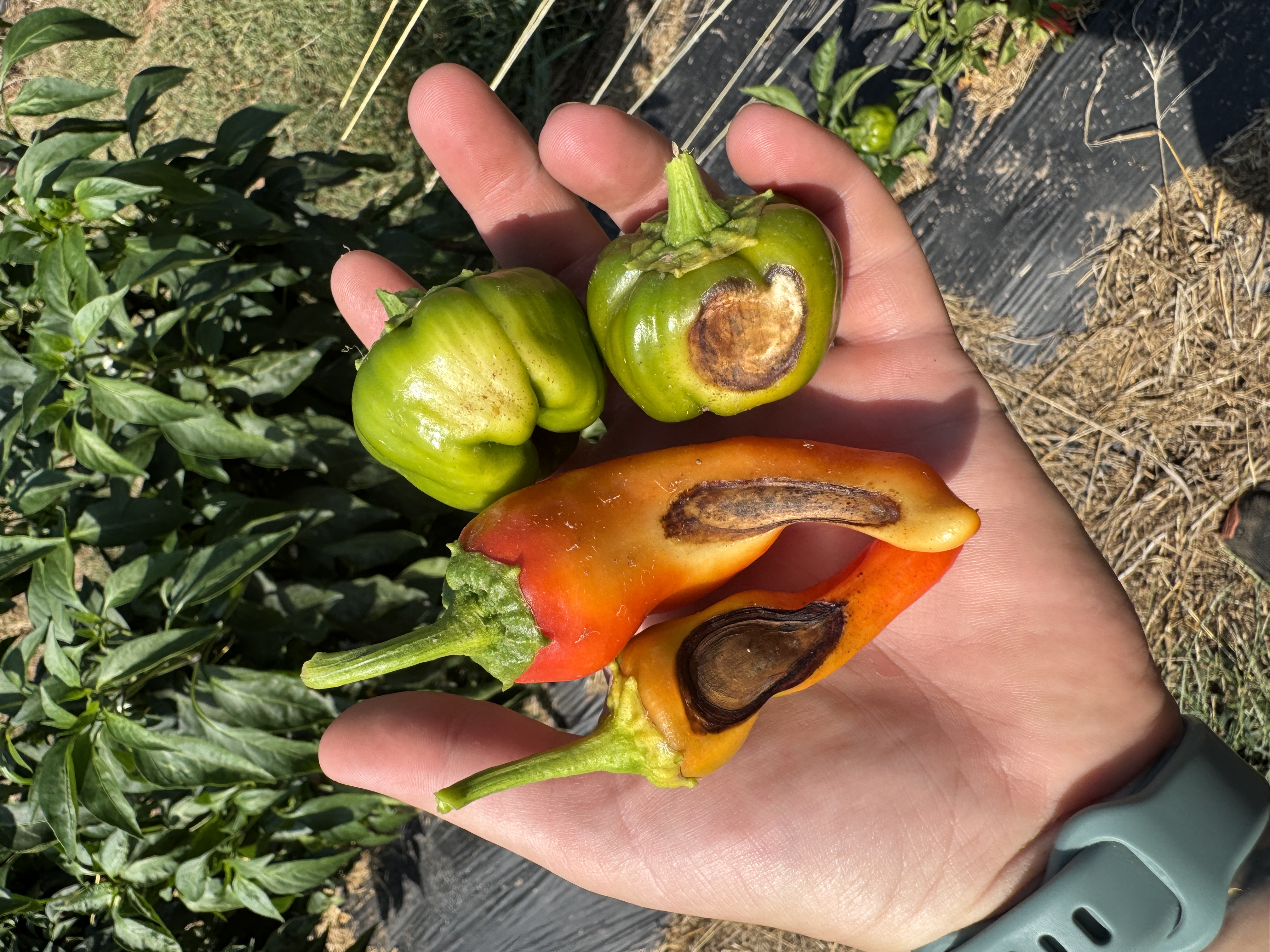 A hand holds four peppers showing sunscald damage, with large tan to dark brown, sunken lesions on the exposed sides of the fruit. Pepper plants are visible in the background.