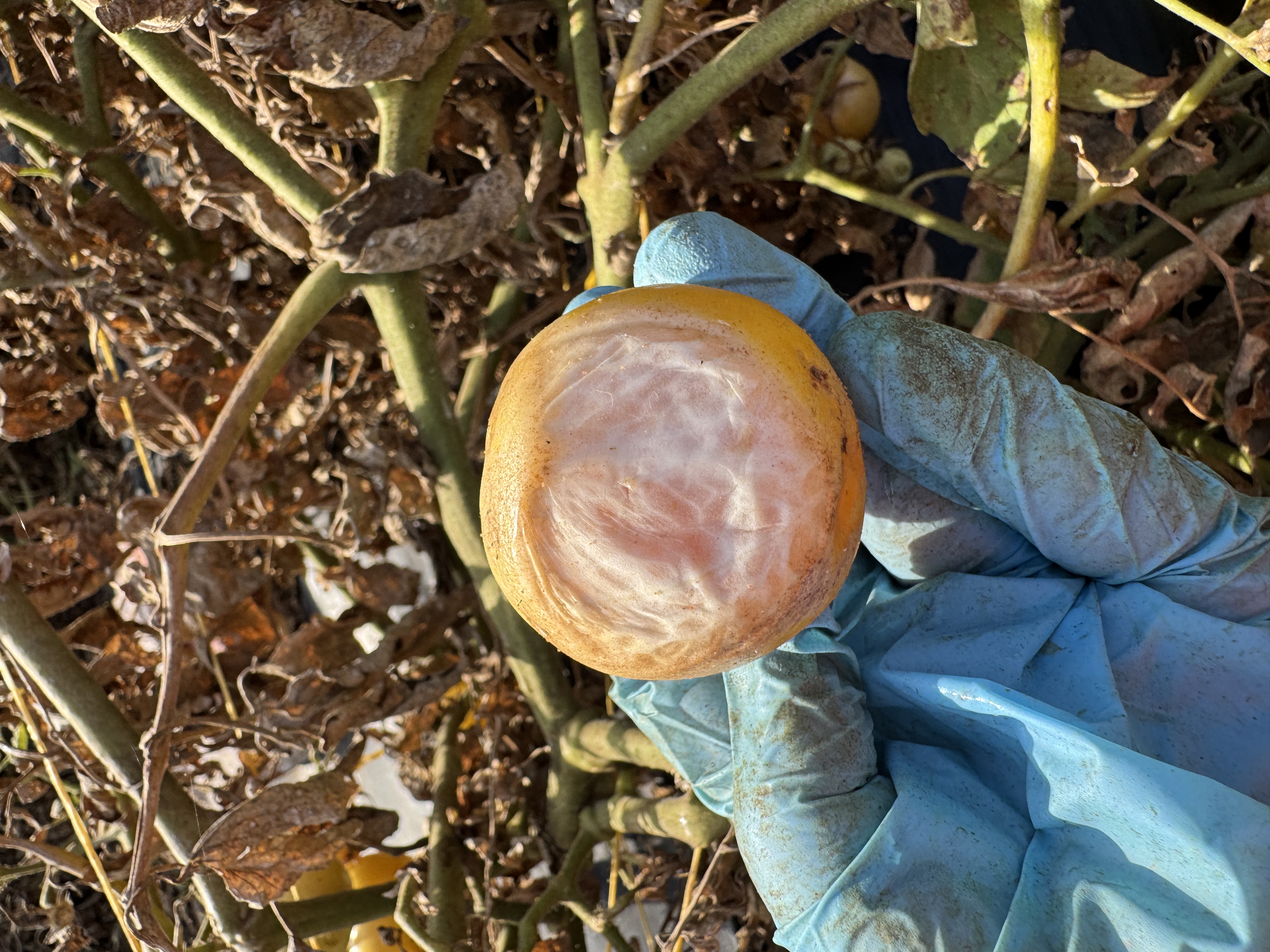 Gloved hand holding a ripening tomato with a large, pale, bleached patch of sunscald covering much of the fruit surface. Heat-stressed tomato foliage with brown, dried leaves is visible in the background.