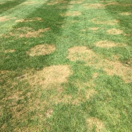 Brown circular patches of dead grass scattered across a green lawn.