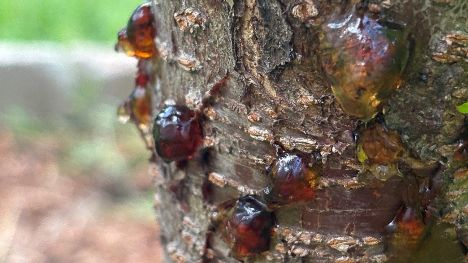 Amber-colored gum oozes from several wounds on a peach tree trunk, showing gummosis caused by stress, insects, disease or injury.