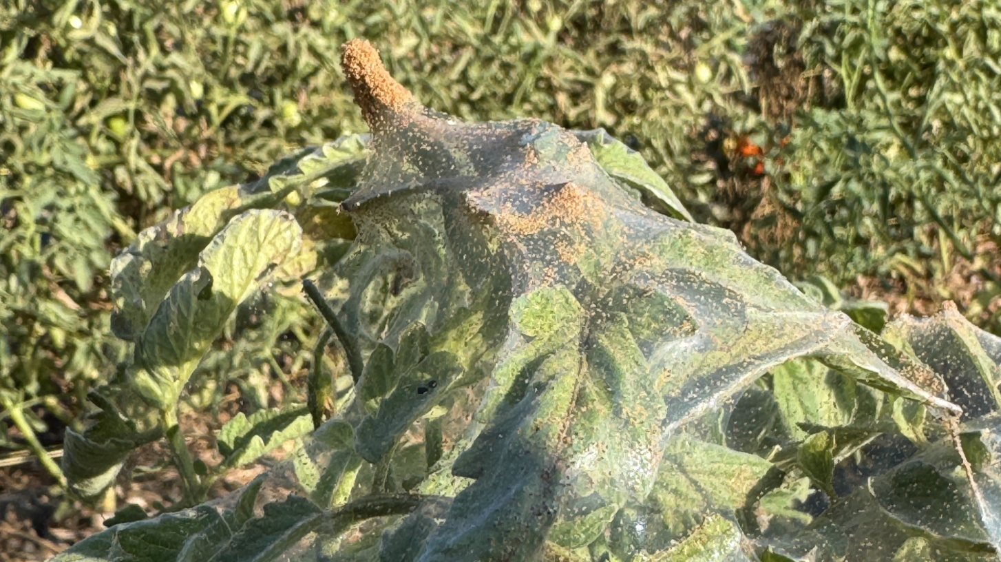 Spider mite webbing covers tomato leaves with clusters of orange mites, showing a severe infestation damaging garden plants.