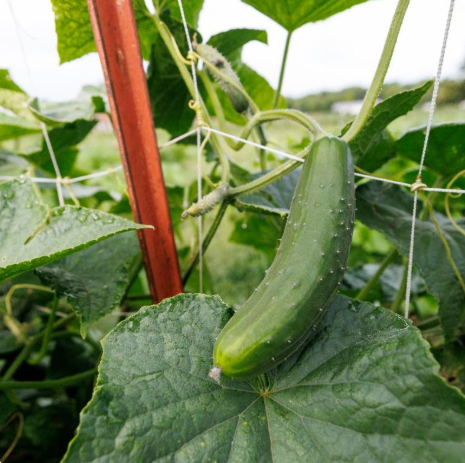 Green cucumber growing on a vine supported by a trellis in a garden.