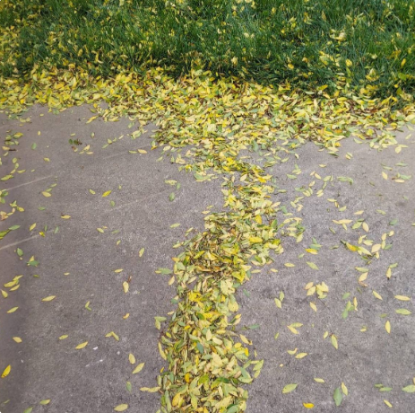 Yellow and green leaves scattered across a sidewalk, forming a line beside green grass.