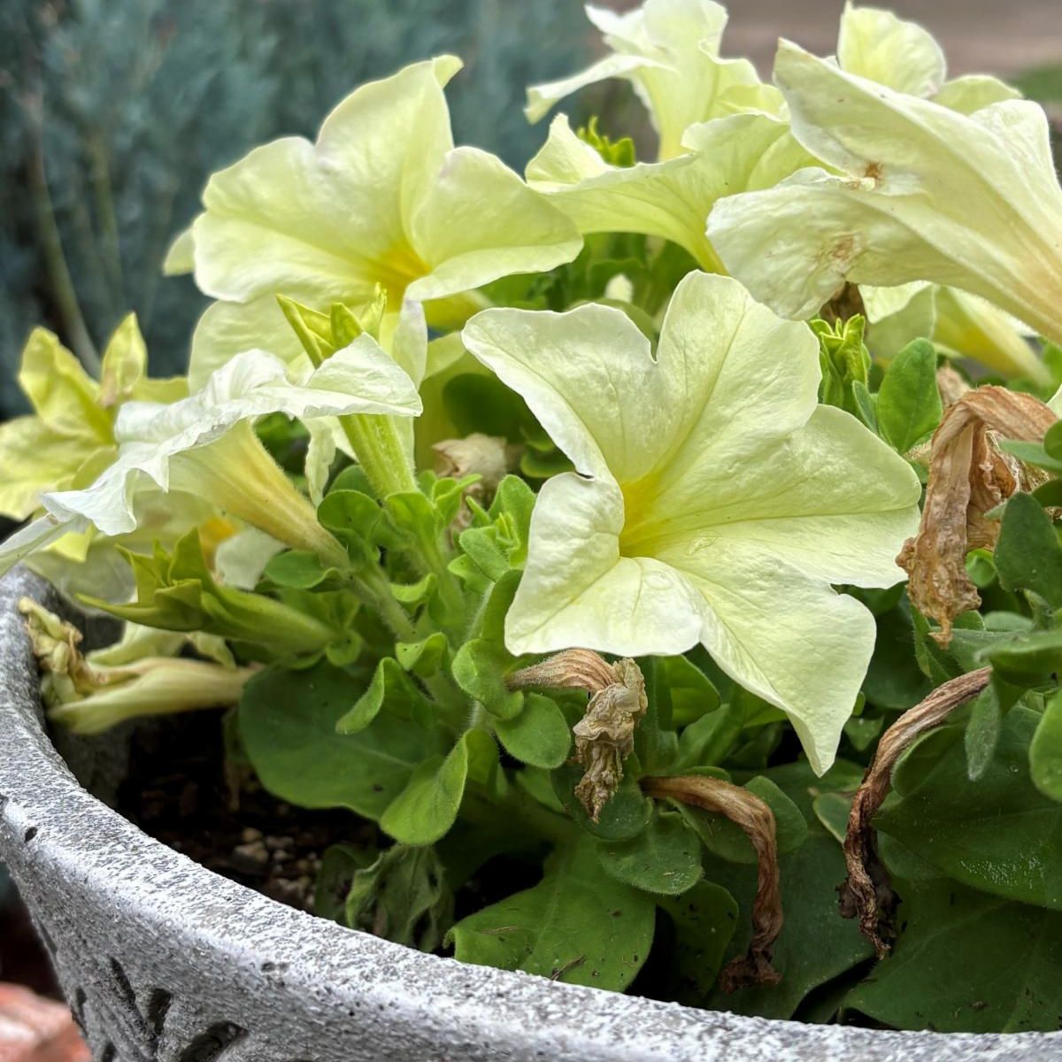White petunias in a grey flower pot.