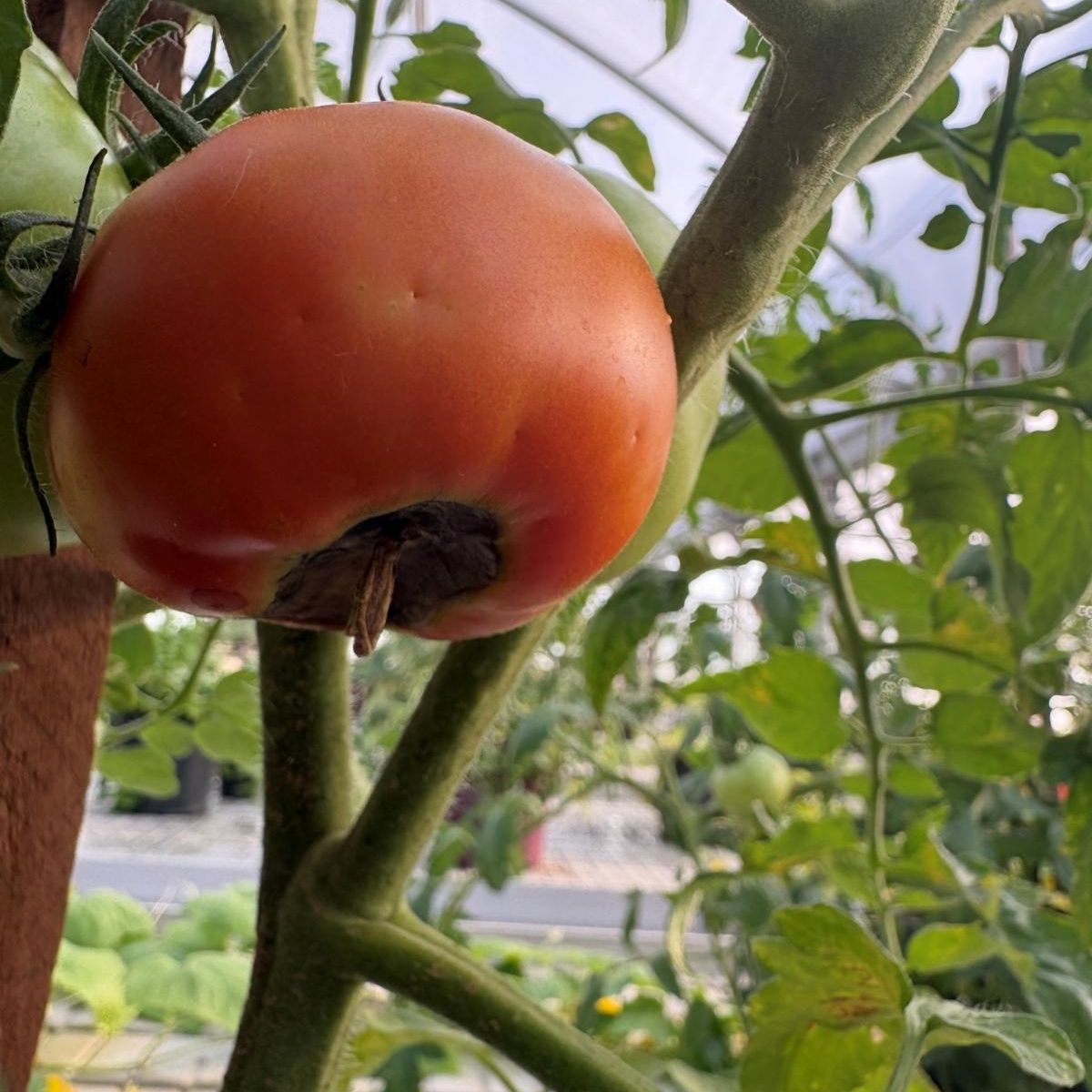 A tomato hanging from a green vine upside down.