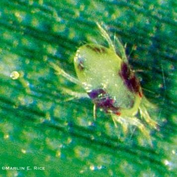 A small spider mite on a green leaf.