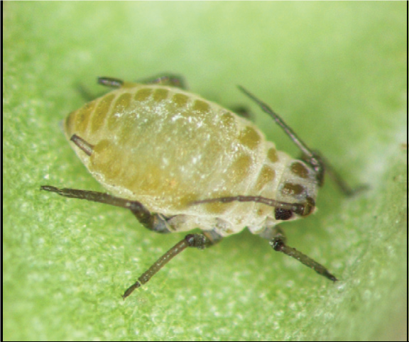 Close-up of a pale yellow-green aphid with a translucent, pear-shaped body and dark legs resting on a green leaf.