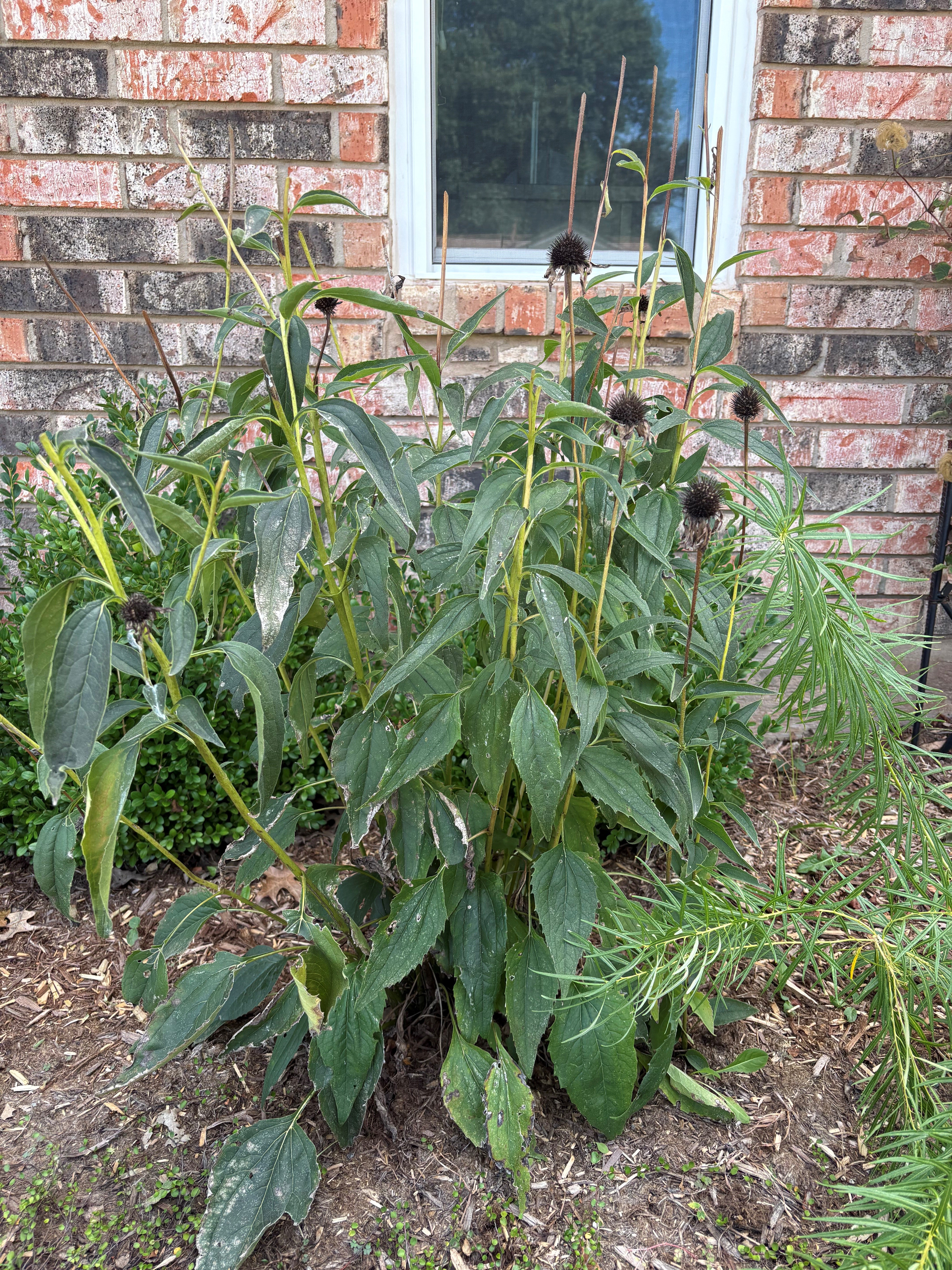 Coneflower plants with green foliage, dried seed heads and upright hollow stems remaining after flower heads have been removed.