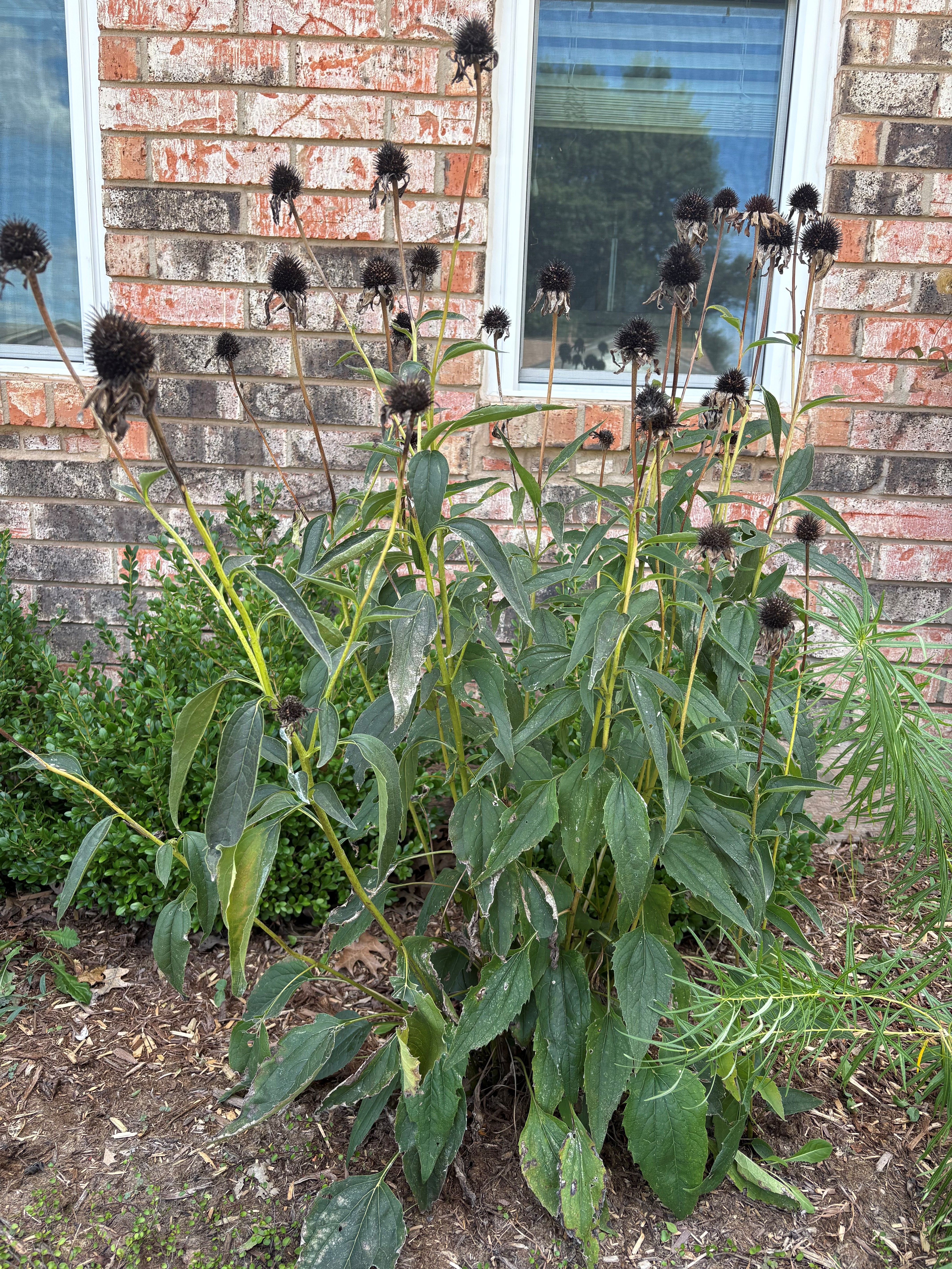 Mature coneflower plants with dark, dried seed heads on upright stems and green foliage in a landscape bed.