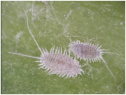 Close-up of two mealybugs with oval bodies covered in white waxy filaments resting on a green leaf.