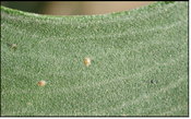 Close-up of small tan scale insects attached to the surface of a green leaf.