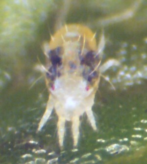 Magnified close-up of a spider mite showing its pale, translucent body, darker internal markings and eight legs.