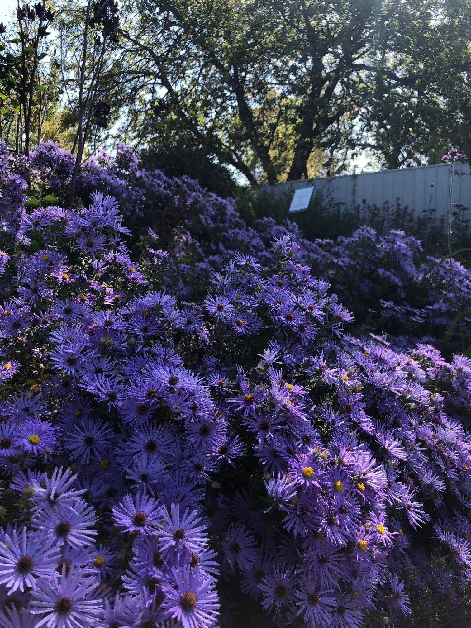 Dense clusters of purple asters bloom in a fall garden beneath mature shade trees.