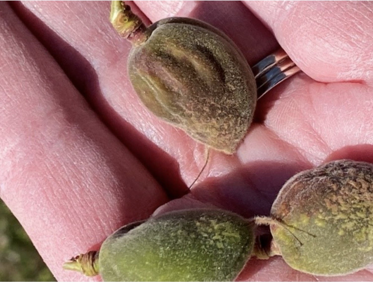 A person holding Three Chinese Morman Apricots