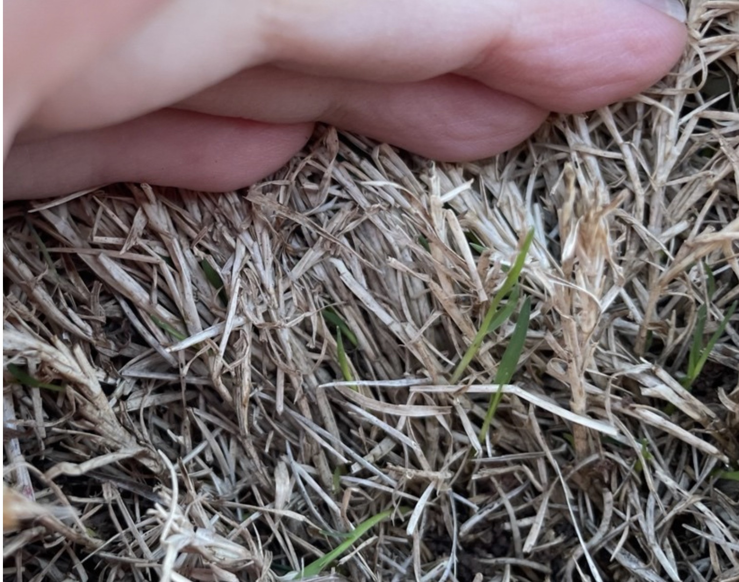 An individual inspecting brushing canopy in order to see green vertical roots.
