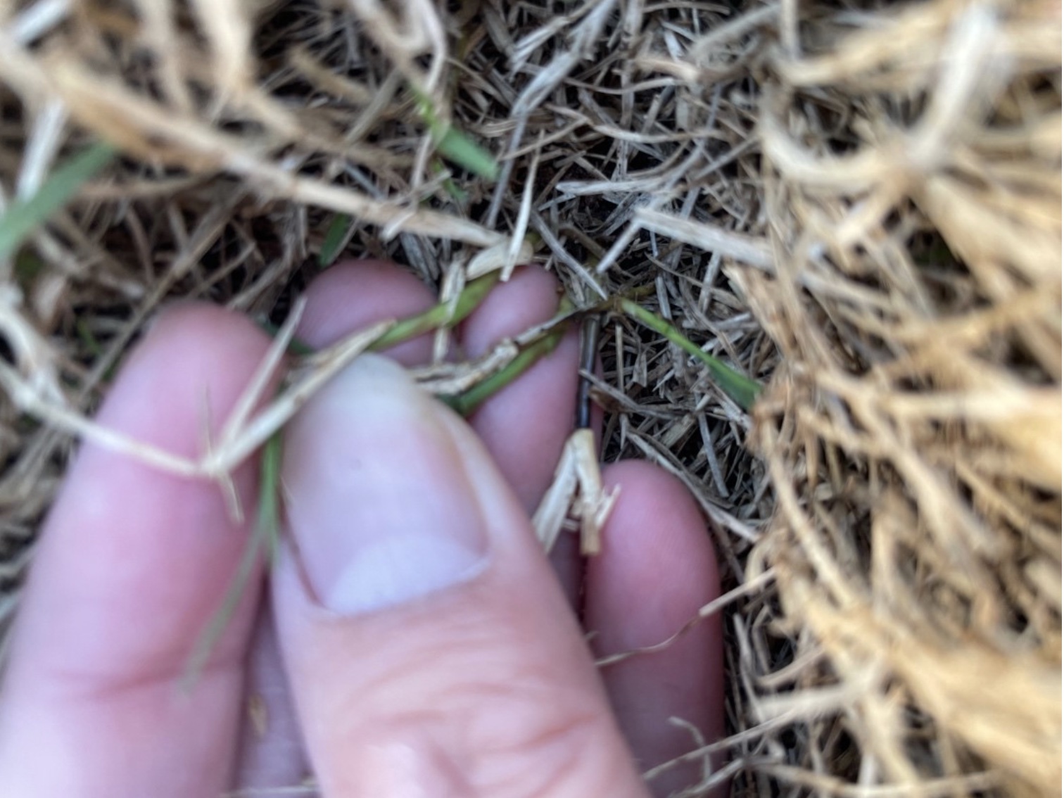 A person inspecting the brushing canopy to identify healthy stolons.